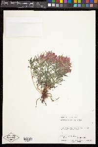 Castilleja scabrida image