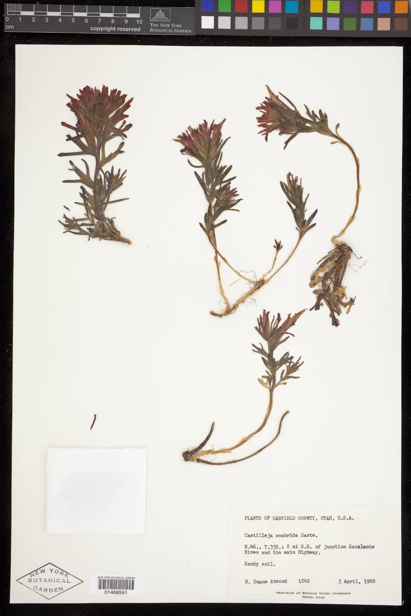 Castilleja scabrida image