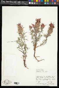 Castilleja scabrida image