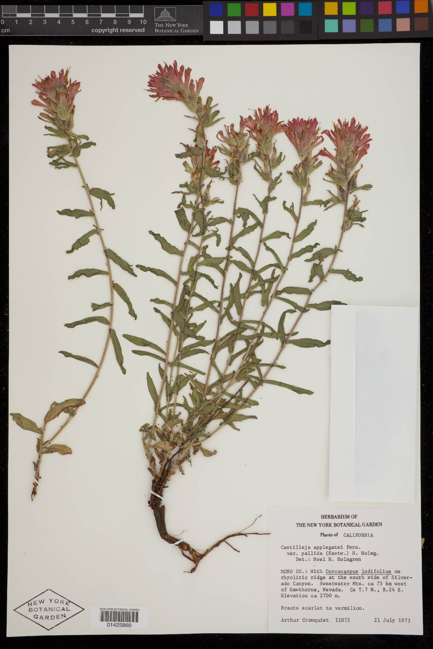 Castilleja applegatei var. breweri image