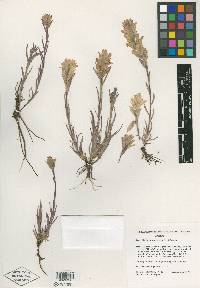 Castilleja aquariensis image