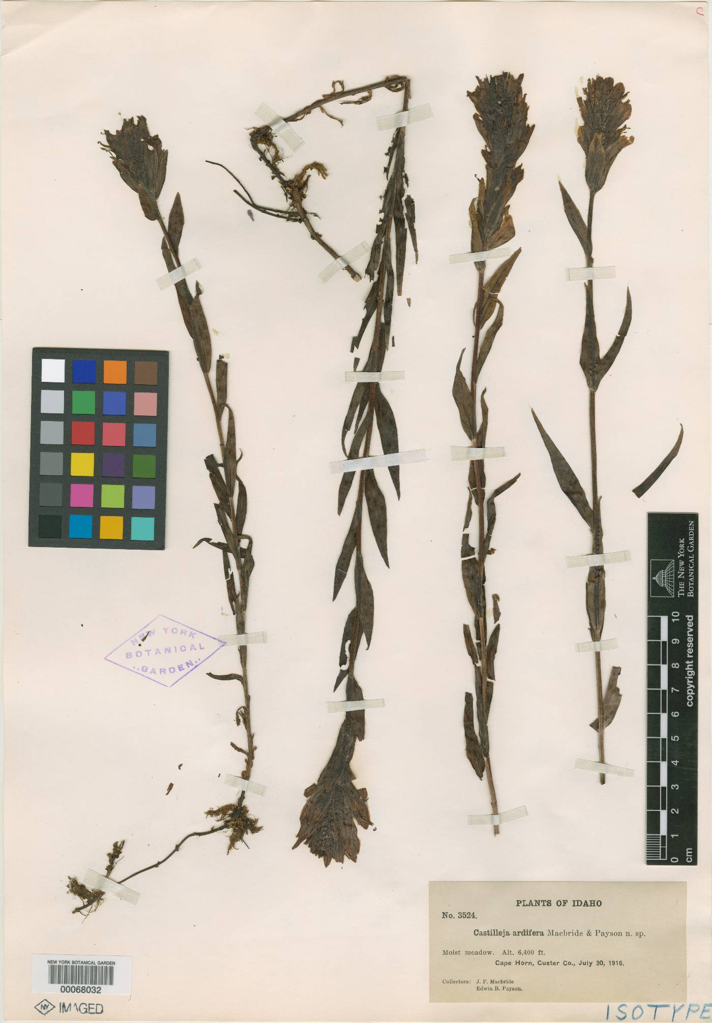 Castilleja ardifera image