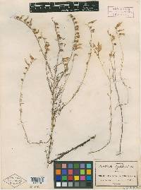 Castilleja aurea image