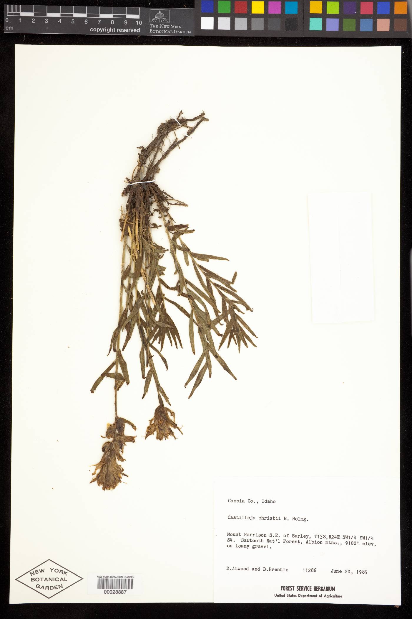 Castilleja christii image