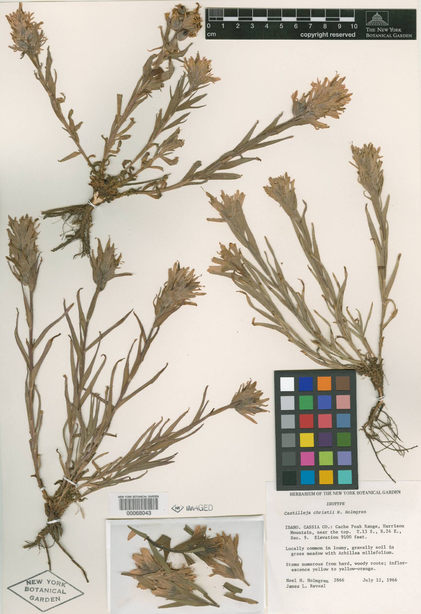 Castilleja christii image