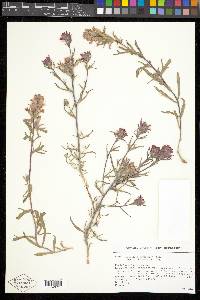 Castilleja chromosa image