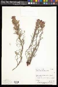 Castilleja chromosa image