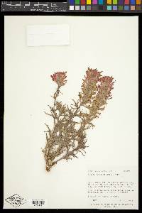 Castilleja chromosa image