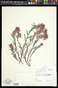 Castilleja chromosa image