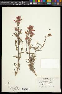 Castilleja chromosa image