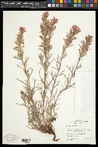 Castilleja chromosa image