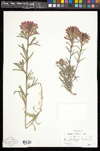 Castilleja chromosa image