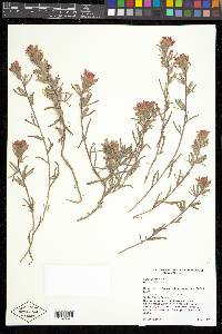 Castilleja chromosa image