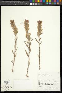 Castilleja chromosa image