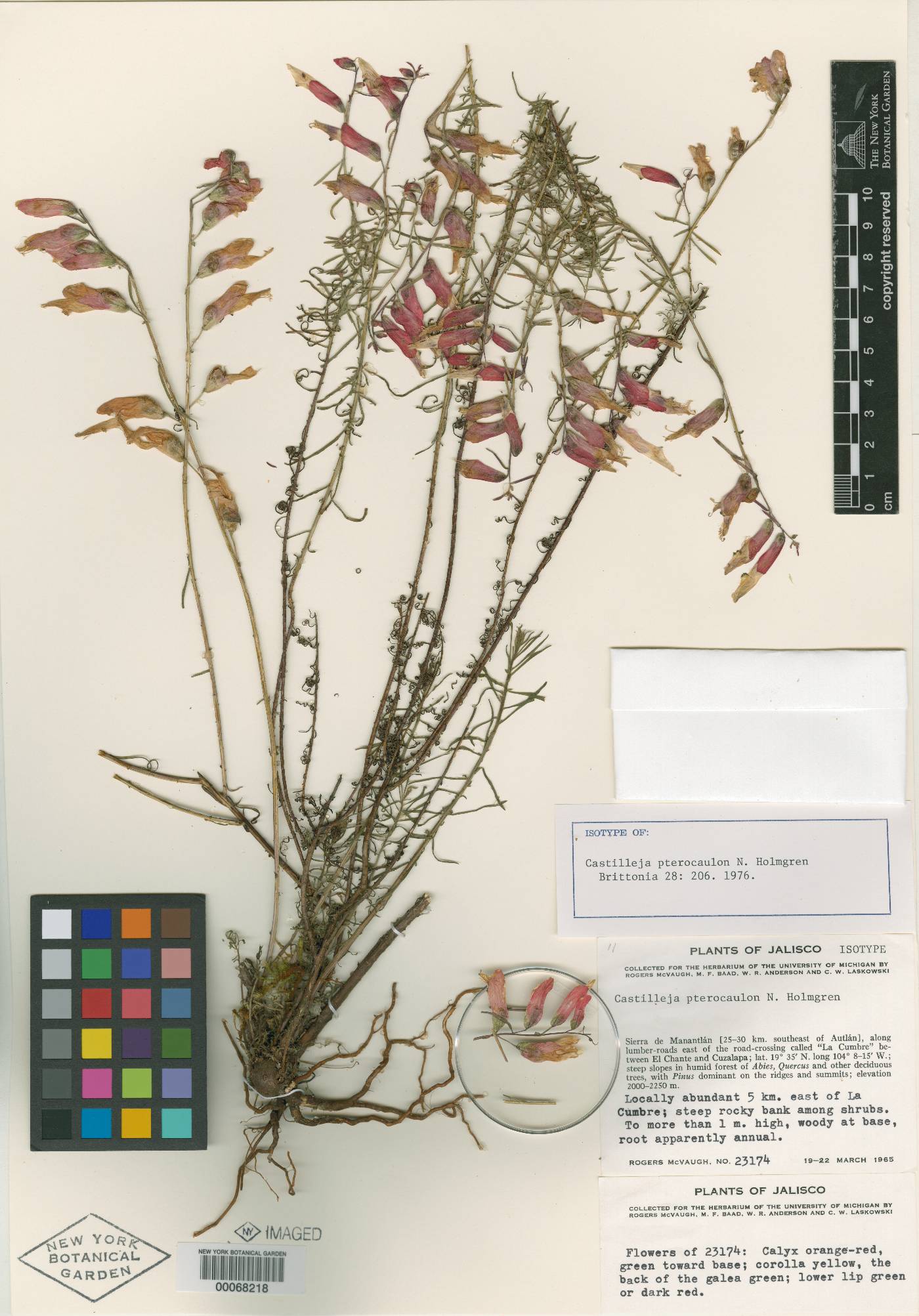 Castilleja pterocaulon image