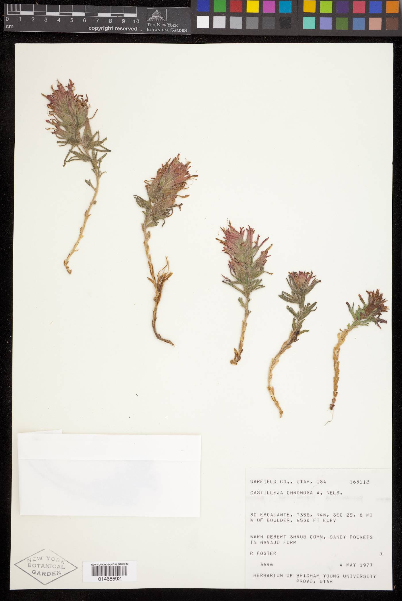 Castilleja scabrida image