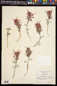 Castilleja scabrida image