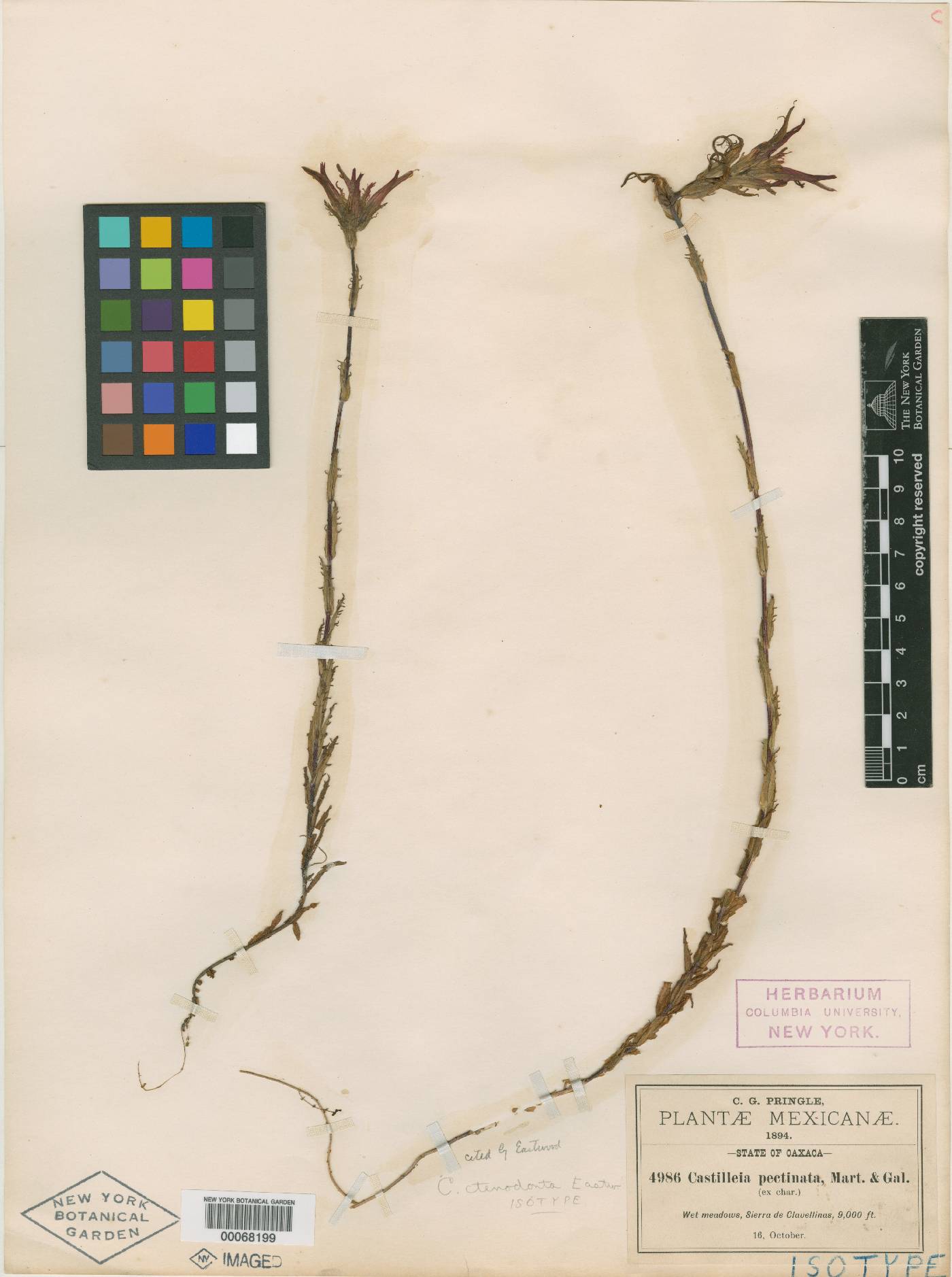 Castilleja ctenodonta image