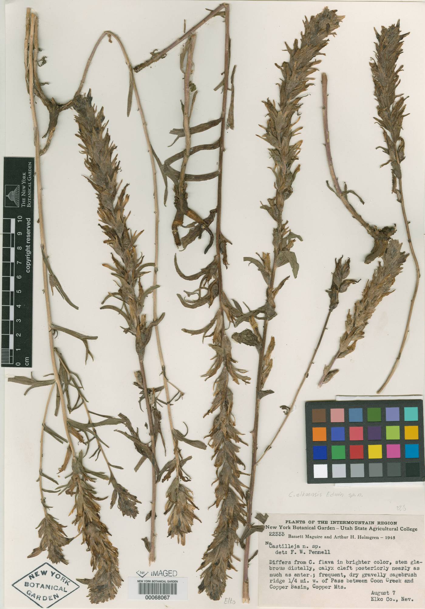 Castilleja elkoensis image