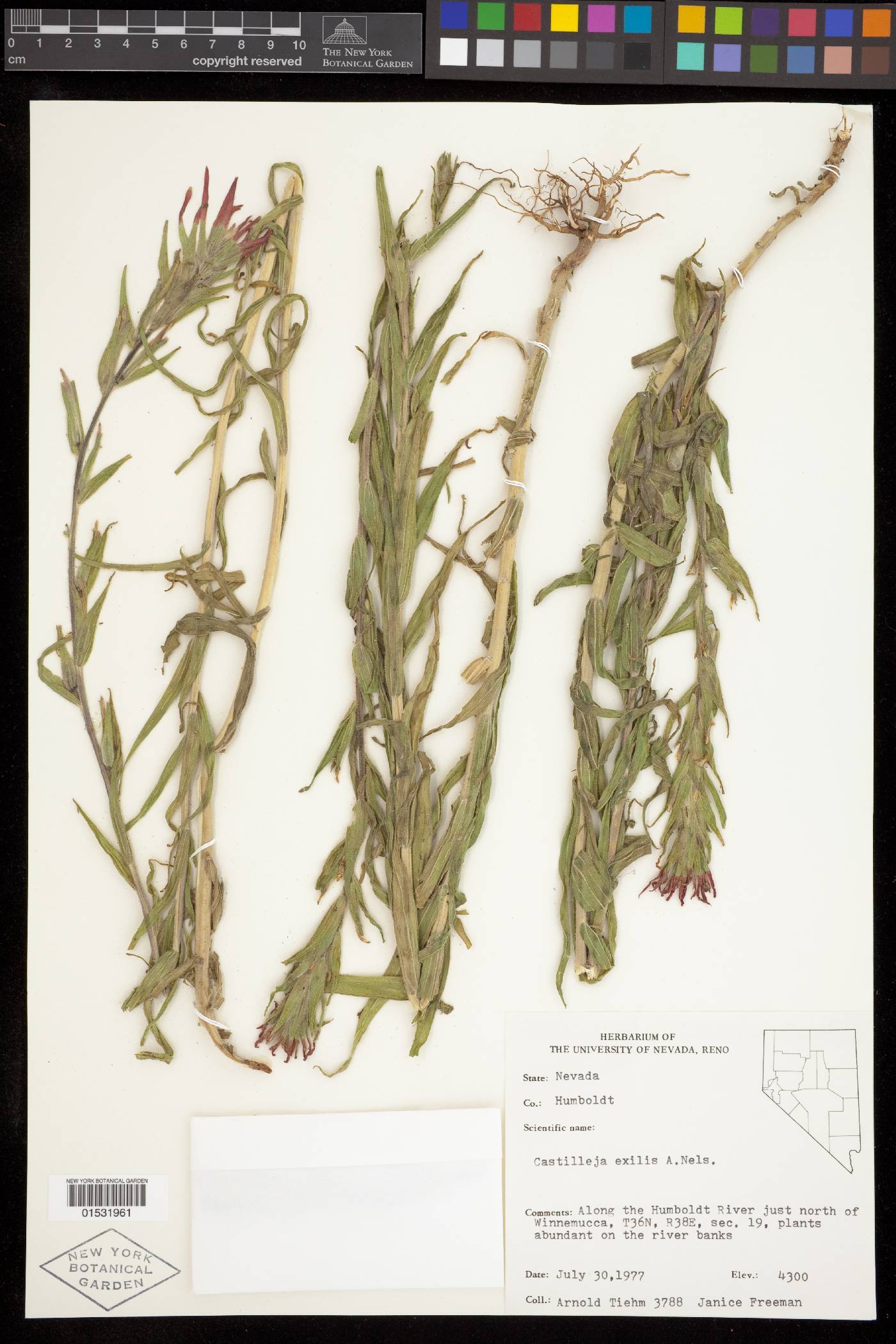 Castilleja minor var. exilis image