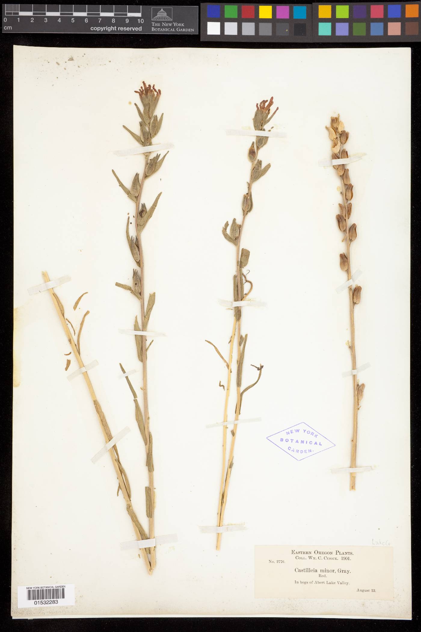 Castilleja minor var. exilis image