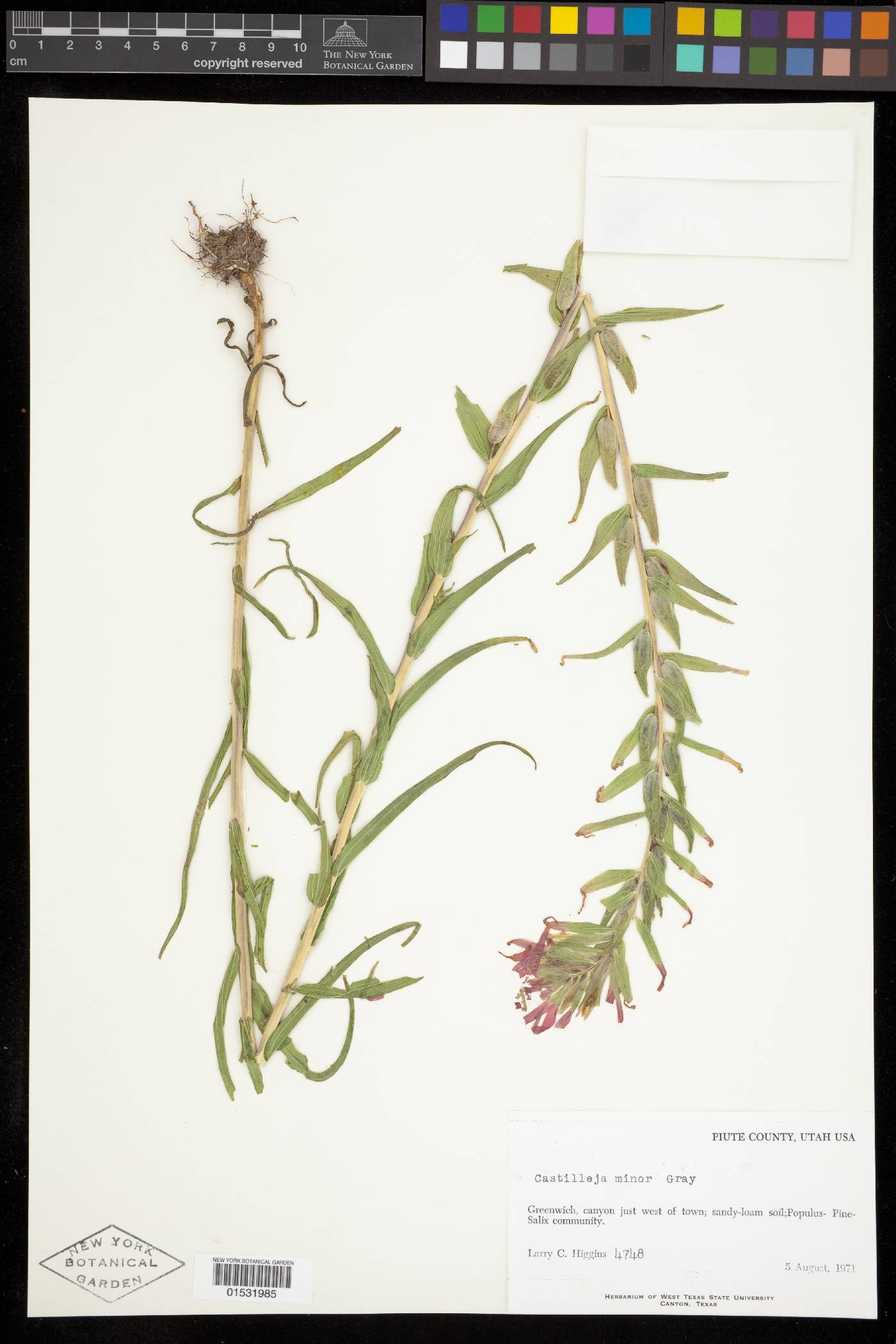 Castilleja minor var. exilis image