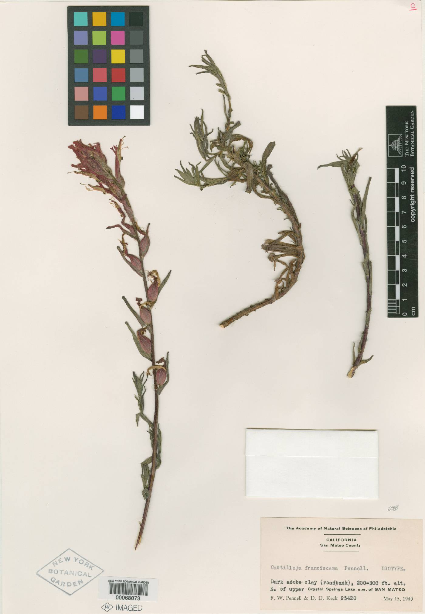 Castilleja franciscana image