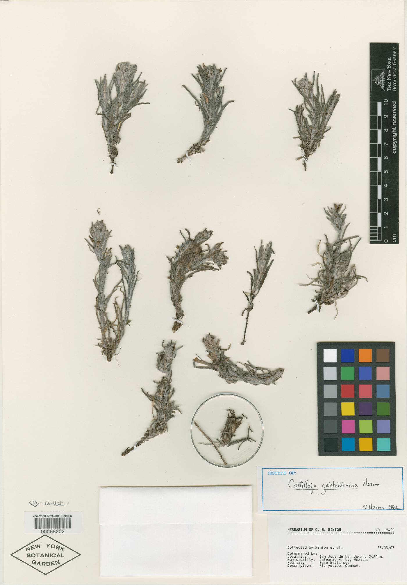 Castilleja galehintoniae image