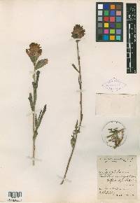 Castilleja latebracteata image