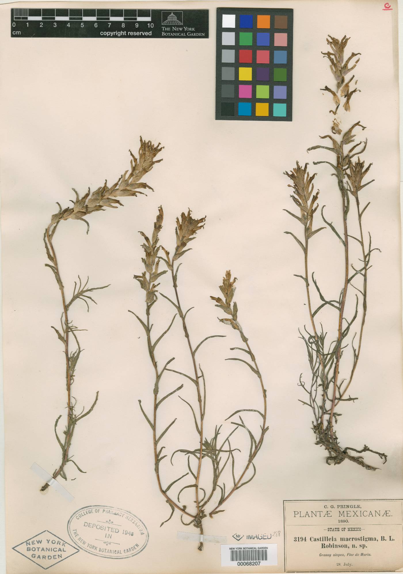 Castilleja macrostigma image