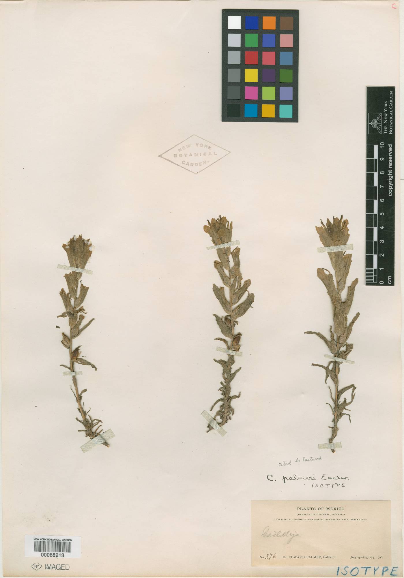 Castilleja palmeri image