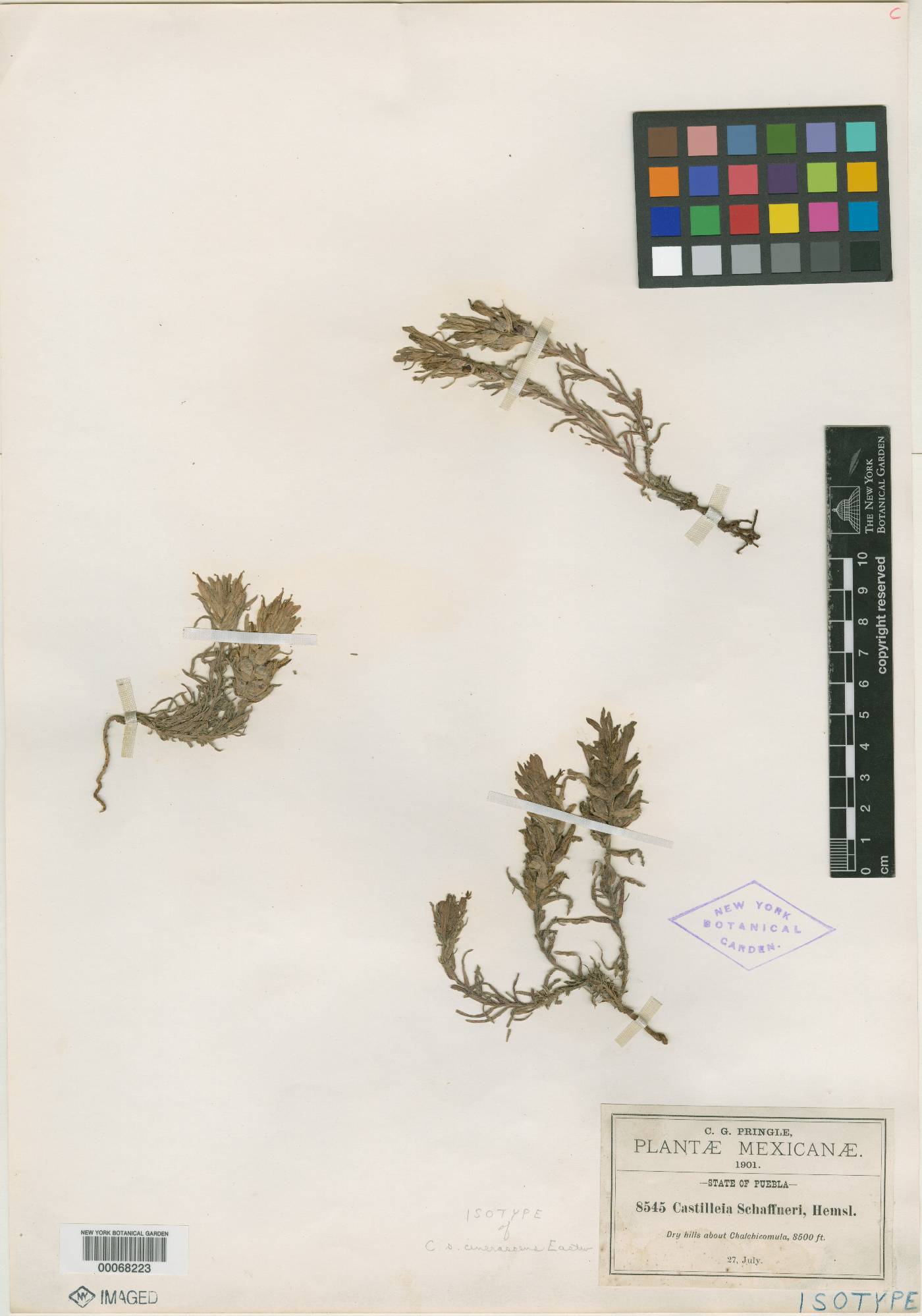 Castilleja moranensis image