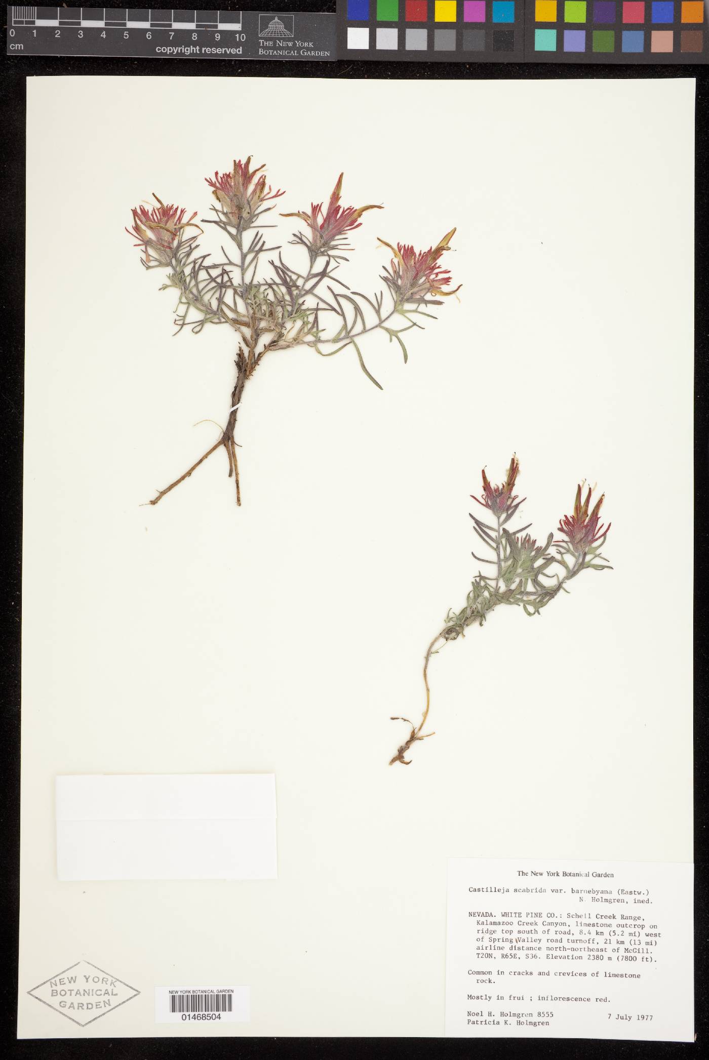 Castilleja scabrida var. barnebyana image