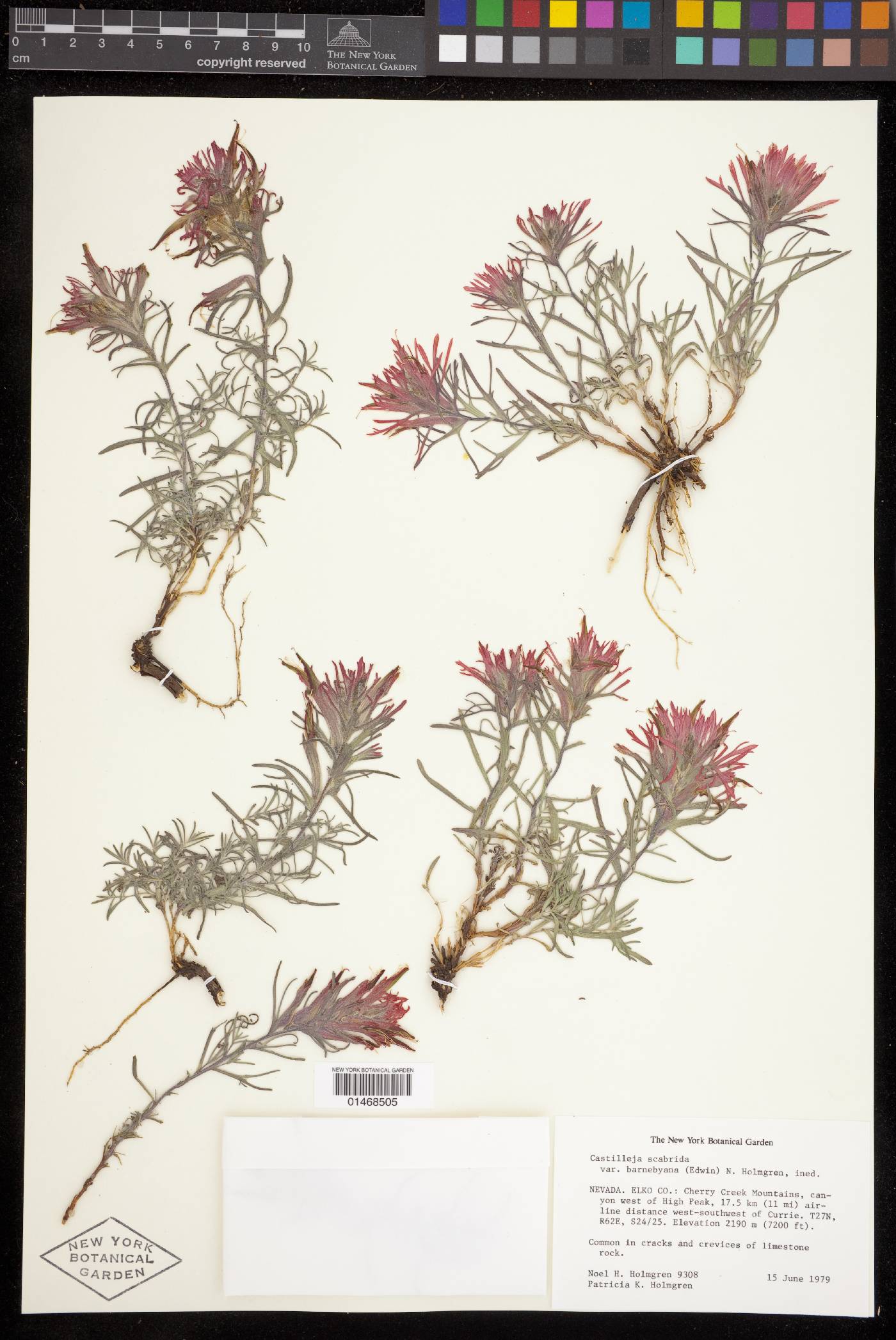 Castilleja scabrida var. barnebyana image