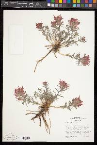 Castilleja scabrida image