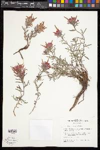 Castilleja scabrida var. barnebyana image