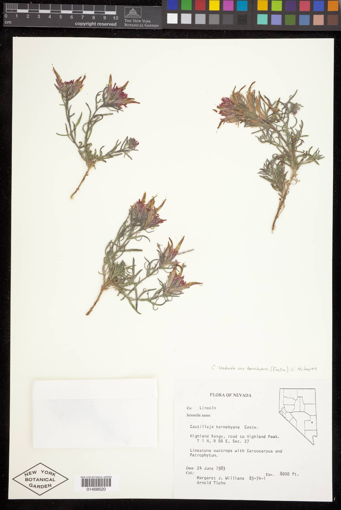 Castilleja scabrida image