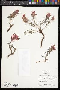 Castilleja scabrida var. barnebyana image