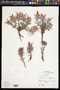 Castilleja scabrida image