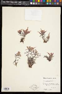 Castilleja scabrida var. barnebyana image