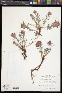 Castilleja scabrida var. barnebyana image