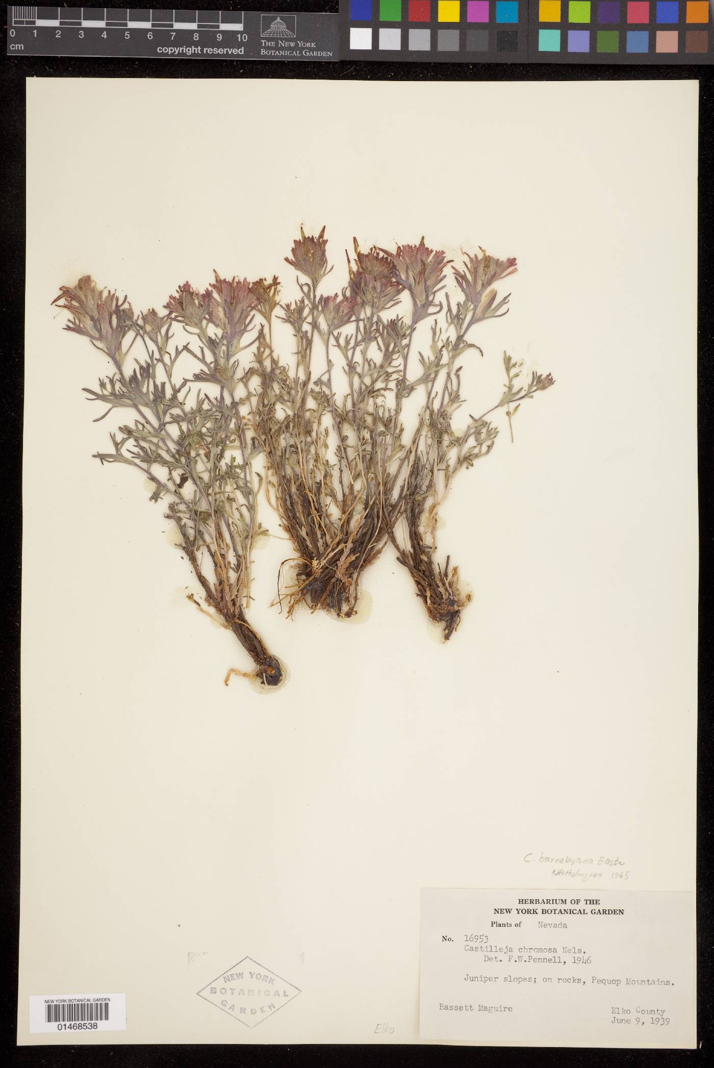 Castilleja scabrida var. barnebyana image