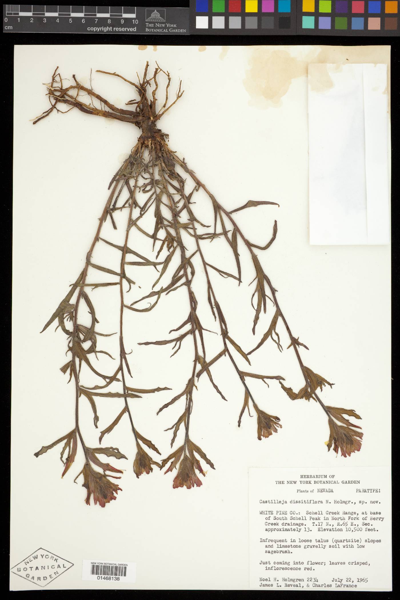 Castilleja dissitiflora image