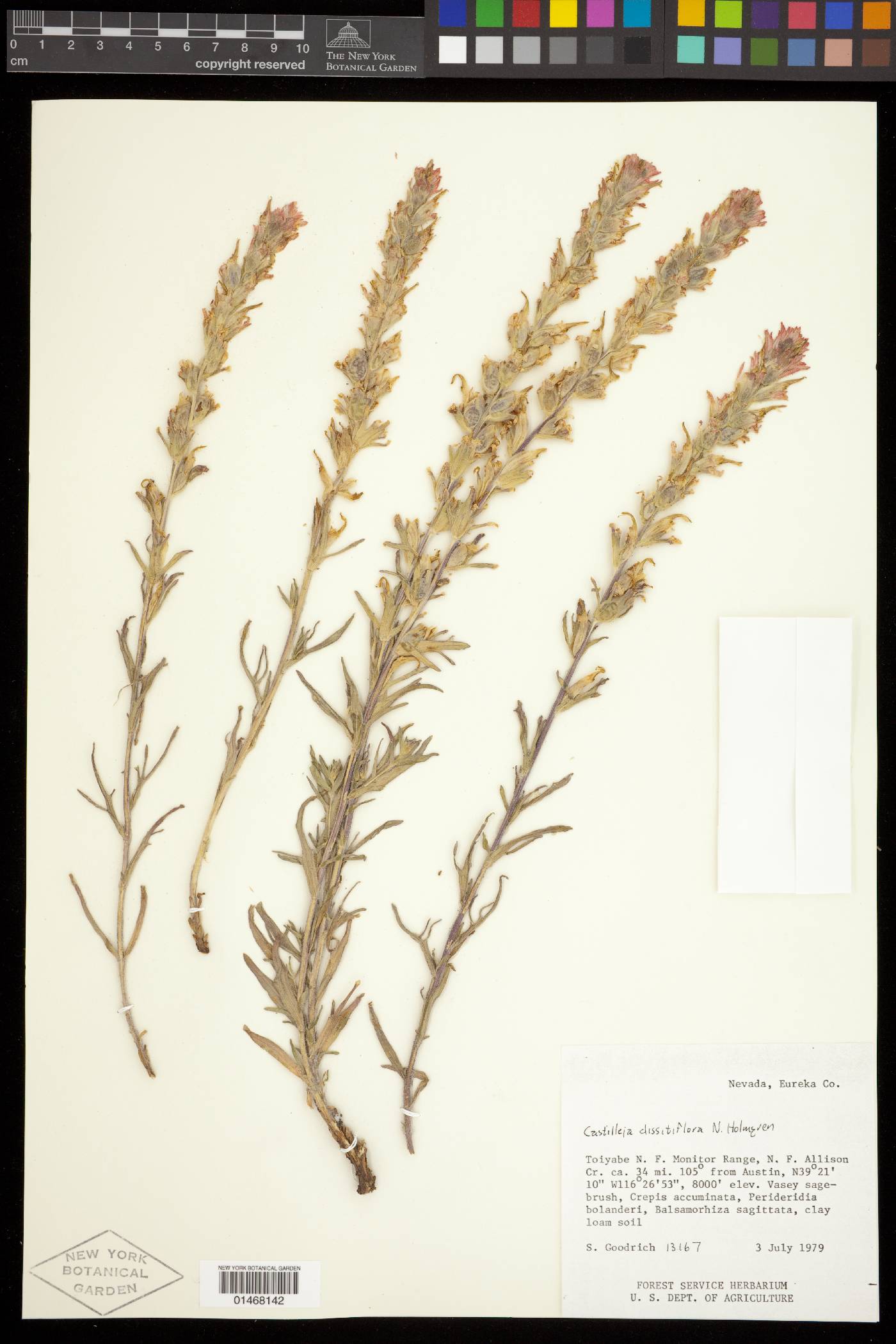 Castilleja dissitiflora image