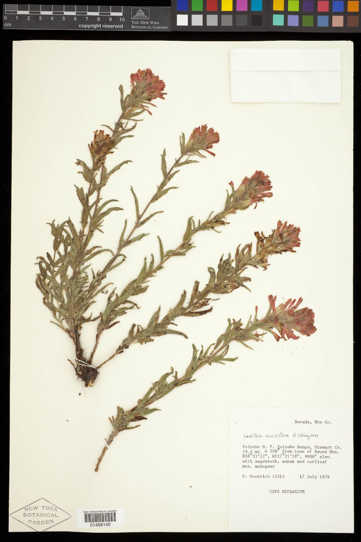 Castilleja dissitiflora image