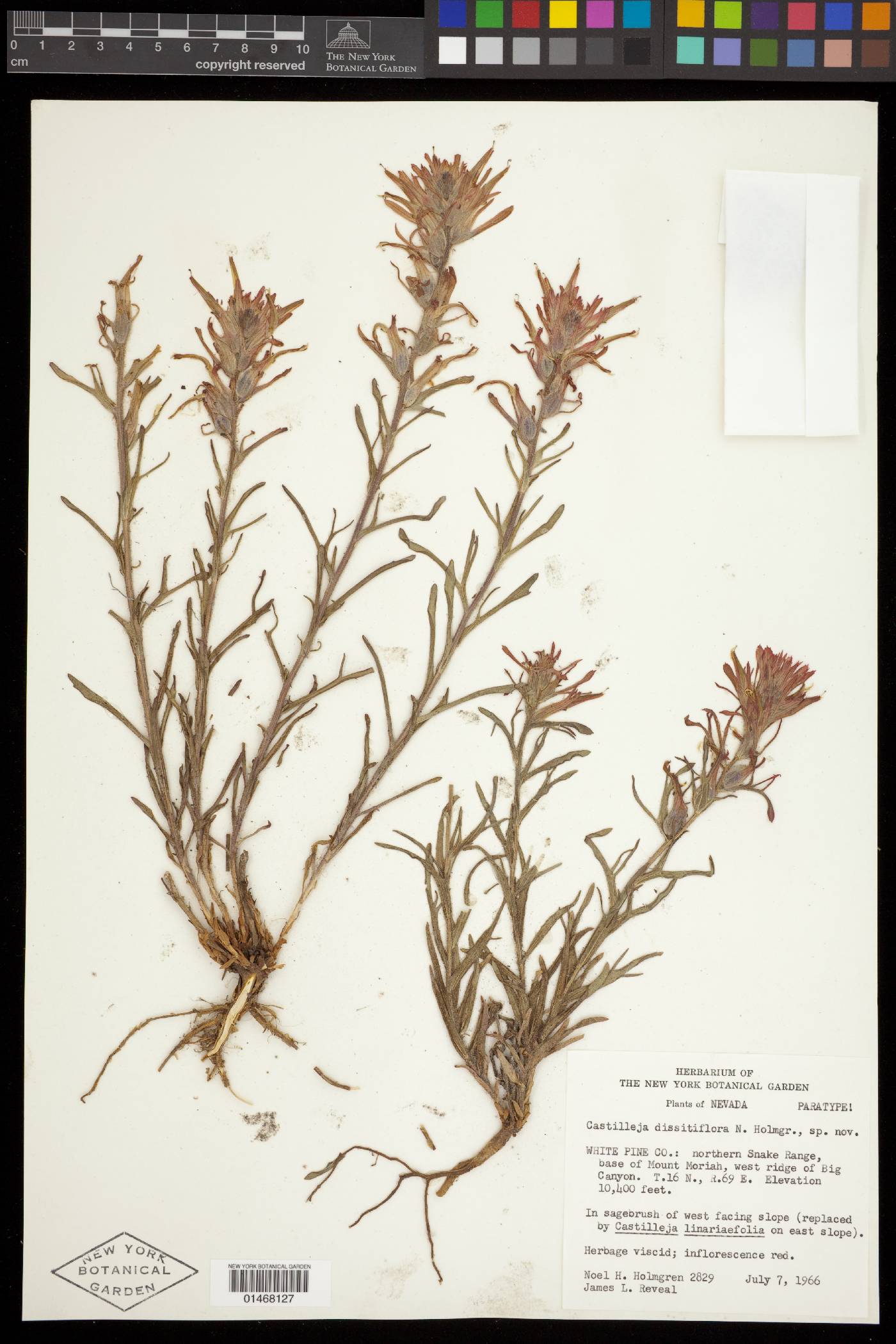 Castilleja dissitiflora image