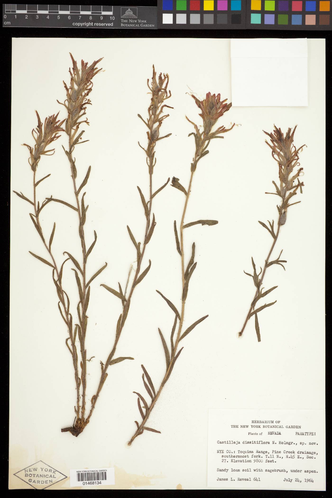 Castilleja dissitiflora image