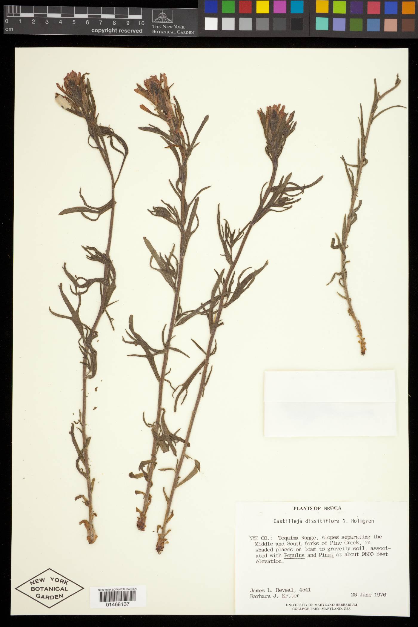 Castilleja dissitiflora image