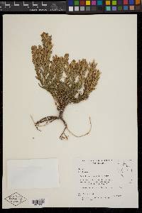 Castilleja viscidula image