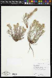 Castilleja pallescens var. inverta image